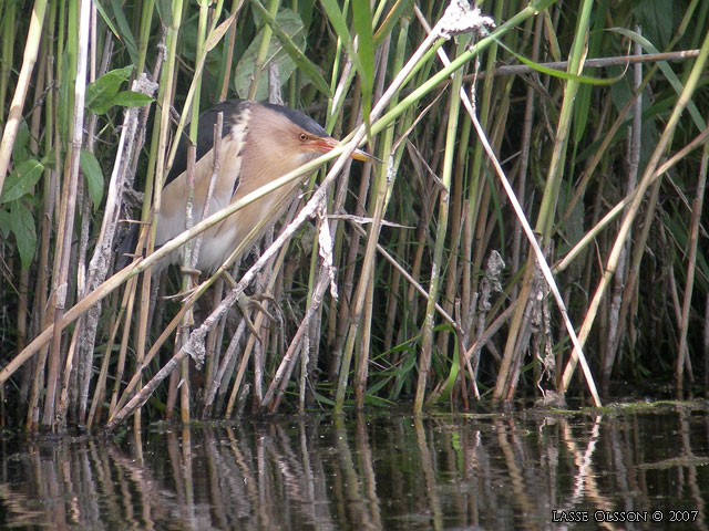 DVRGRRDROM / LITTLE BITTERN (Ixobrychs minutus) - stor bild / full size