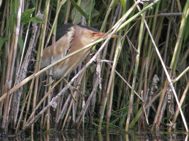 DVRGRRDROM / LITTLE BITTERN (Ixobrychs minutus) - stor bild / full size