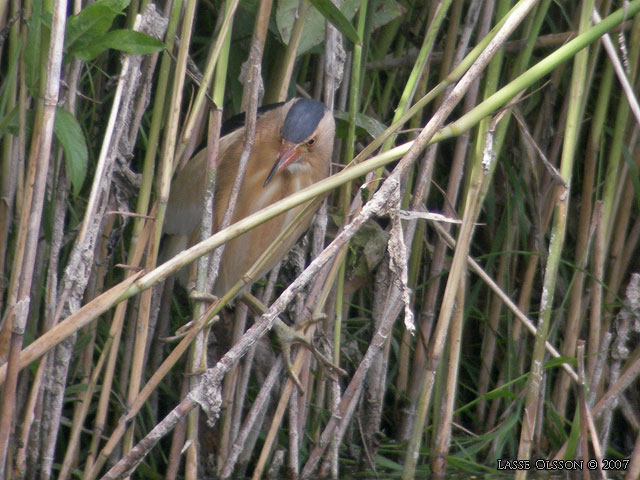 DVRGRRDROM / LITTLE BITTERN (Ixobrychs minutus) - stor bild / full size