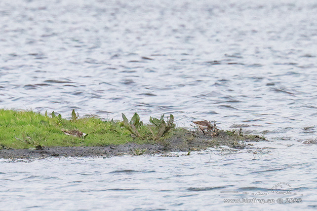 DVRGSNPPA / LEAST SANDPIPER (Calidris minutilla)