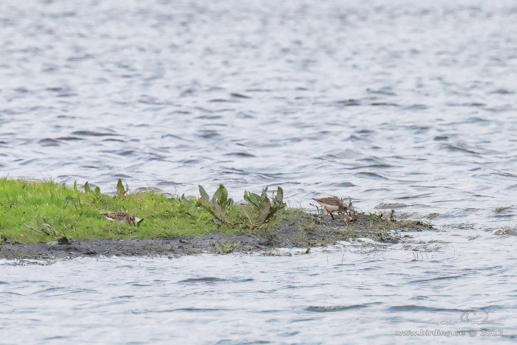 DVRGSNPPA / LEAST SANDPIPER (Calidris minutilla) - Stng / Close