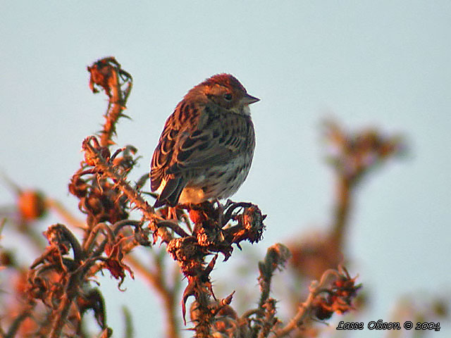 DVRGSPARV / LITTLE BUNTING (Emberiza pusilla)