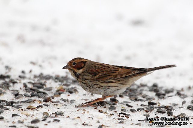 DVRGSPARV / LITTLE BUNTING (Emberiza pusilla)