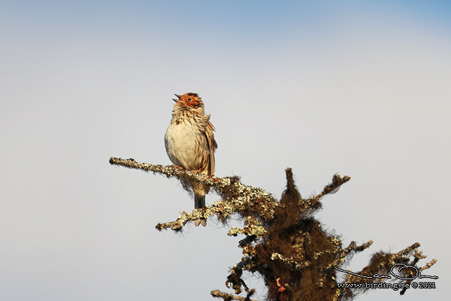 DVÄRGSPARV / LITTLE BUNTING (Emberiza pusilla)