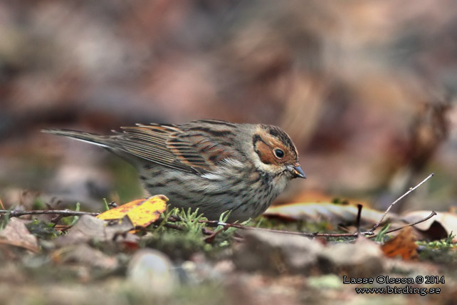 DVÄRGSPARV / LITTLE BUNTING (Emberiza pusilla)