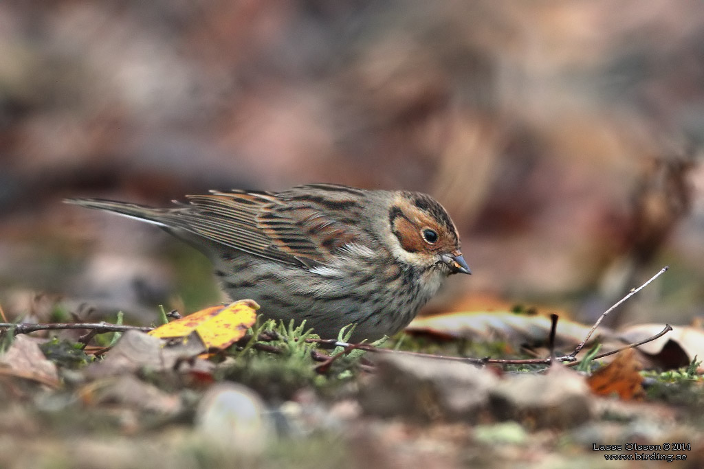 DVRGSPARV / LITTLE BUNTING (Emberiza pusilla) - Stng / Close