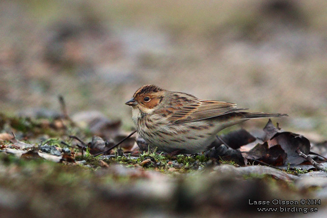 DVÄRGSPARV / LITTLE BUNTING (Emberiza pusilla)