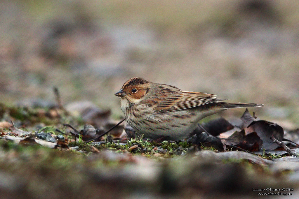 DVRGSPARV / LITTLE BUNTING (Emberiza pusilla) - Stng / Close