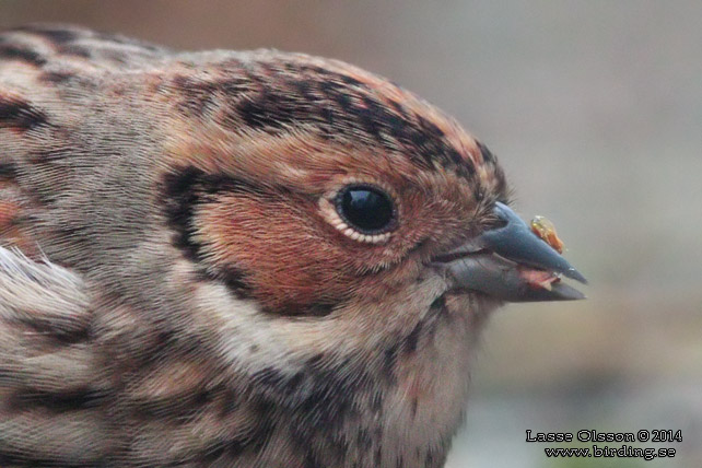 DVÄRGSPARV / LITTLE BUNTING (Emberiza pusilla)