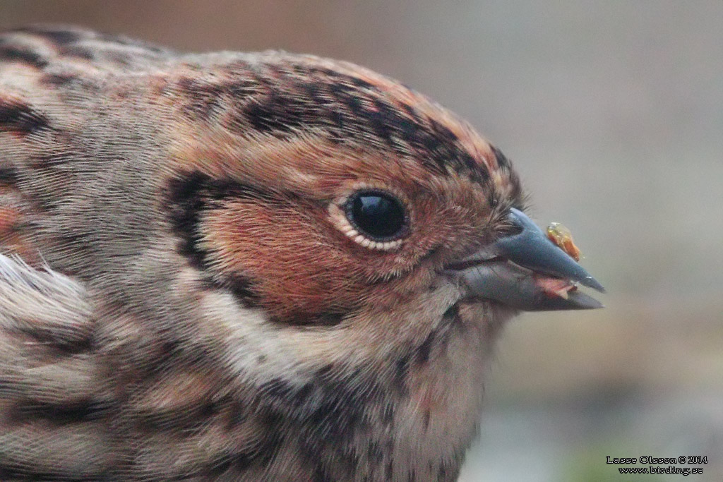 DVRGSPARV / LITTLE BUNTING (Emberiza pusilla) - Stng / Close