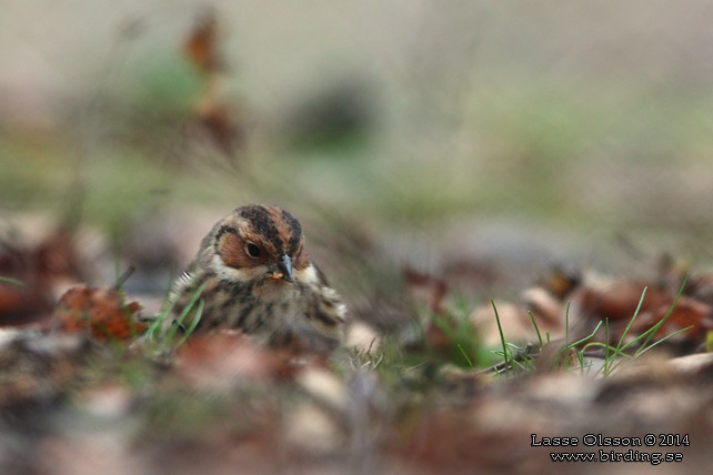 DVÄRGSPARV / LITTLE BUNTING (Emberiza pusilla)