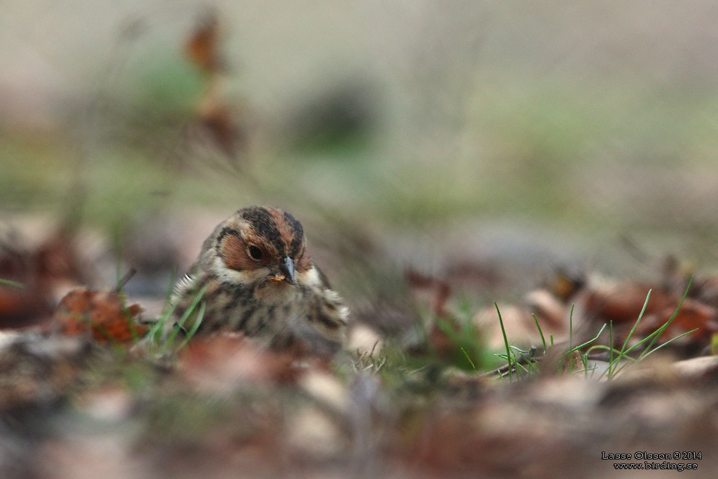 DVRGSPARV / LITTLE BUNTING (Emberiza pusilla) - Stng / Close