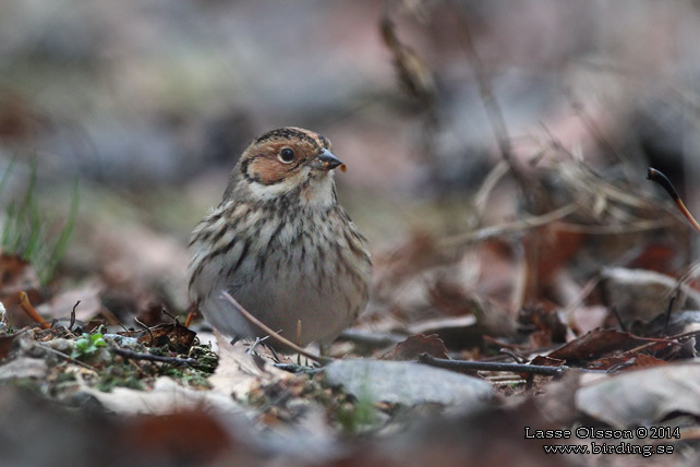 DVÄRGSPARV / LITTLE BUNTING (Emberiza pusilla)