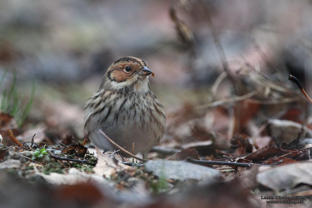 DVRGSPARV / LITTLE BUNTING (Emberiza pusilla) - Stng / Close