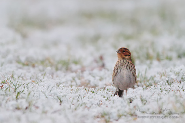 DVÄRGSPARV / LITTLE BUNTING (Emberiza pusilla)