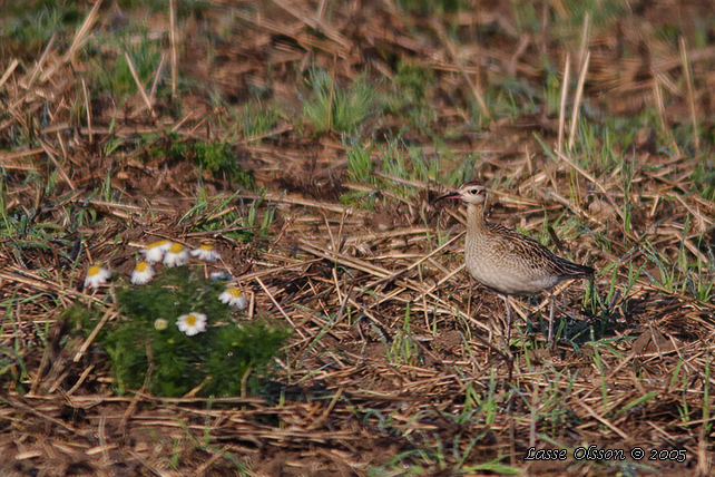 DVRGSPOV / LITTLE CURLEW (Numenius minutus)