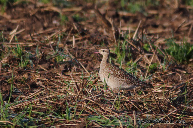 DVRGSPOV / LITTLE CURLEW (Numenius minutus)