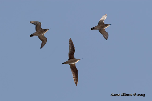 DVRGSPOV / LITTLE CURLEW (Numenius minutus)