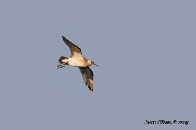 DVRGSPOV / LITTLE CURLEW (Numenius minutus)