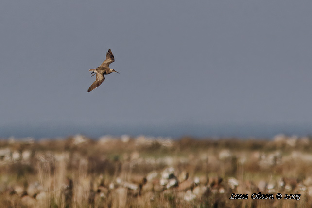 DVRGSPOV / LITTLE CURLEW (Numenius minutus)