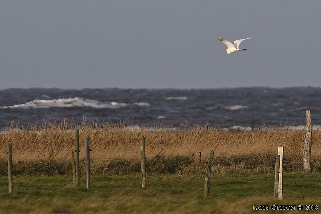 ÄGRETTHÄGER / GREAT EGRET (Ardea alba) - STOR BILD / FULL SIZE