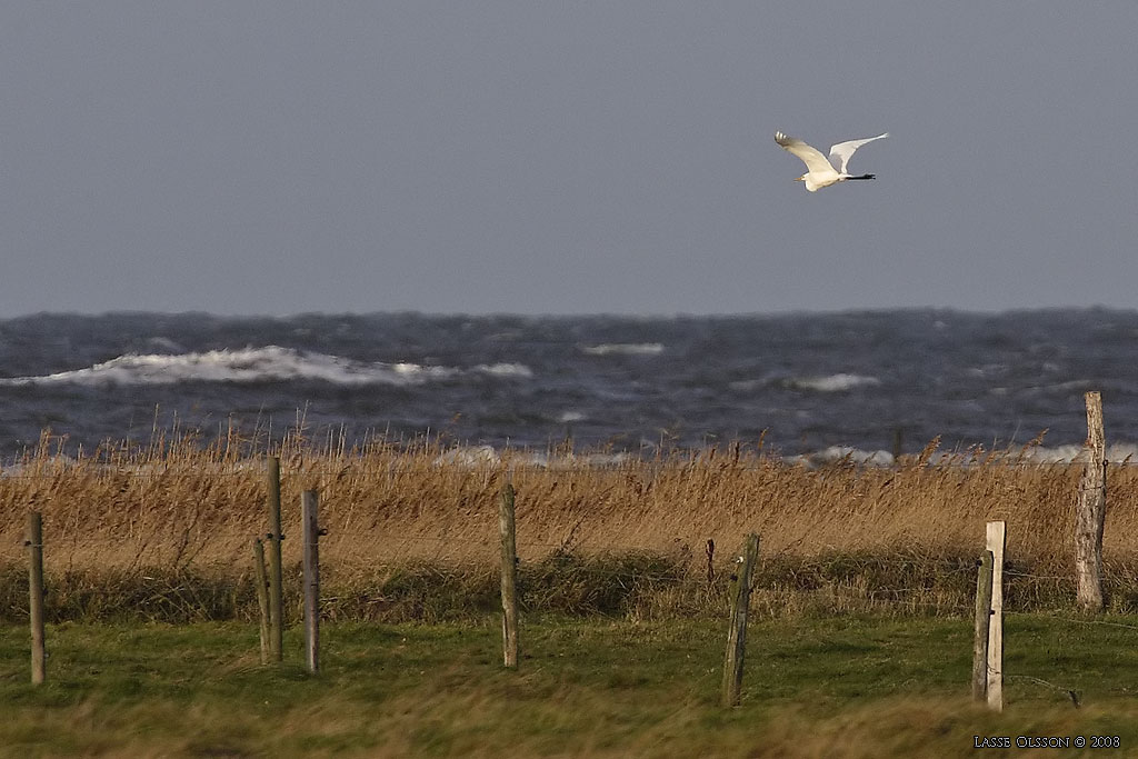 GRETTHGER / GREAT EGRET (Ardea alba) - Stng / Close