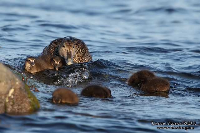 EJDER / COMMON EIDER (Somateria molissima) - stor bild / full size