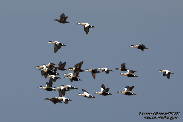 EJDER / COMMON EIDER (Somateria molissima) - stor bild / full size