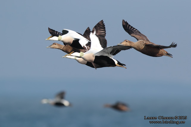 EJDER / COMMON EIDER (Somateria molissima) - stor bild / full size