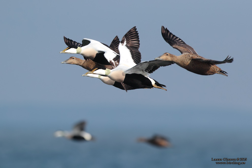 EJDER / COMMON EIDER (Somateria molissima) - Stng / Close