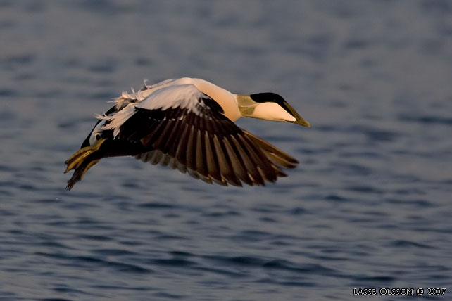 EJDER / COMMON EIDER (Somateria molissima) - stor bild / full size