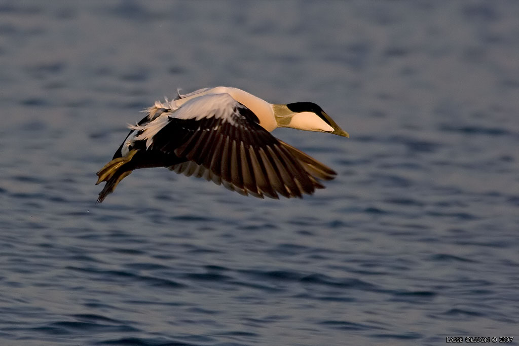 EJDER / COMMON EIDER (Somateria molissima) - Stng / Close