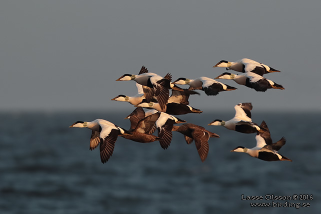 EJDER / COMMON EIDER (Somateria molissima) - stor bild / full size