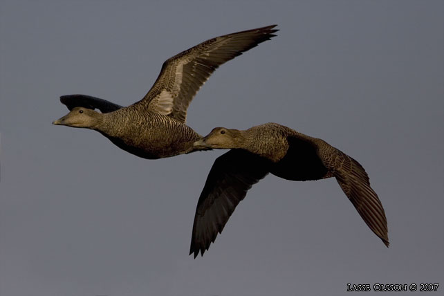 EJDER / COMMON EIDER (Somateria molissima) - stor bild / full size