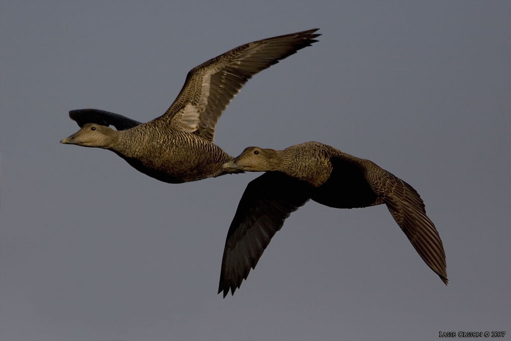 EJDER / COMMON EIDER (Somateria molissima) - Stng / Close