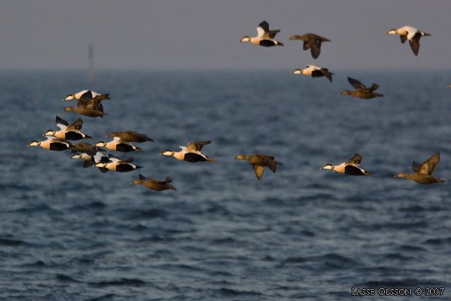 EJDER / COMMON EIDER (Somateria molissima) - stor bild / full size