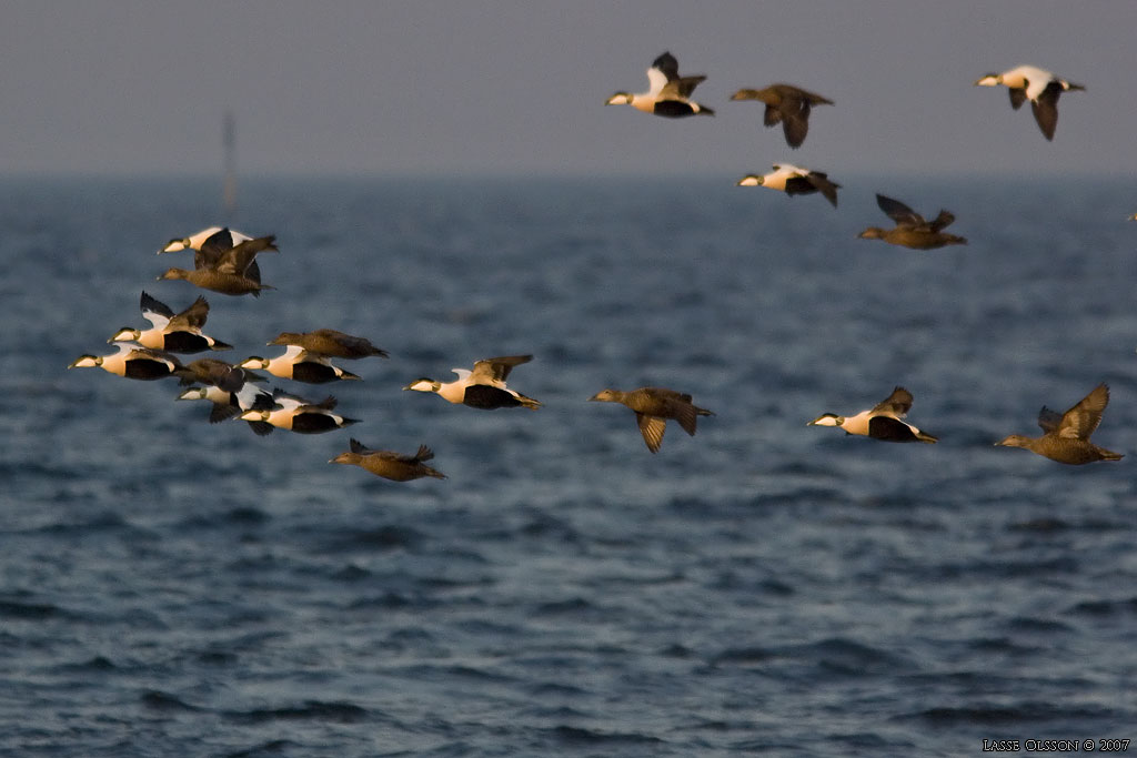 EJDER / COMMON EIDER (Somateria molissima) - Stng / Close