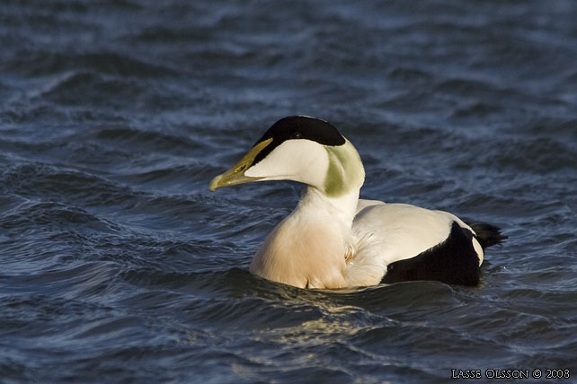 EJDER / COMMON EIDER (Somateria molissima) - stor bild / full size