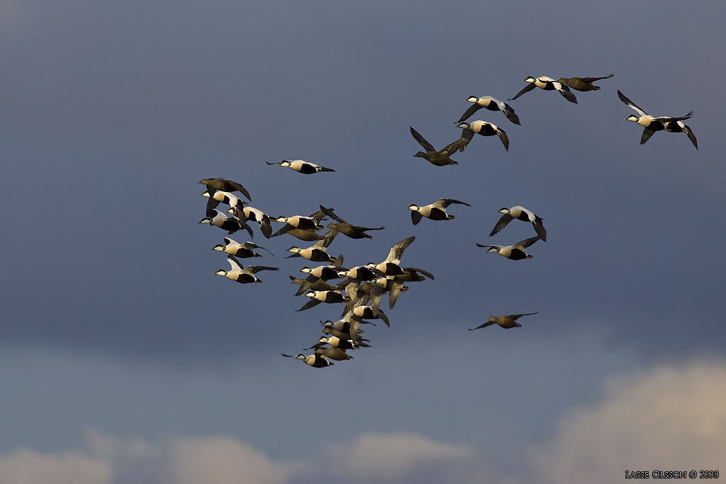 EJDER / COMMON EIDER (Somateria molissima) - Stng / Close