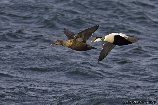 EJDER / COMMON EIDER (Somateria molissima) - stor bild / full size