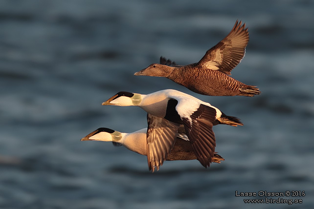 EJDER / COMMON EIDER (Somateria molissima) - stor bild / full size