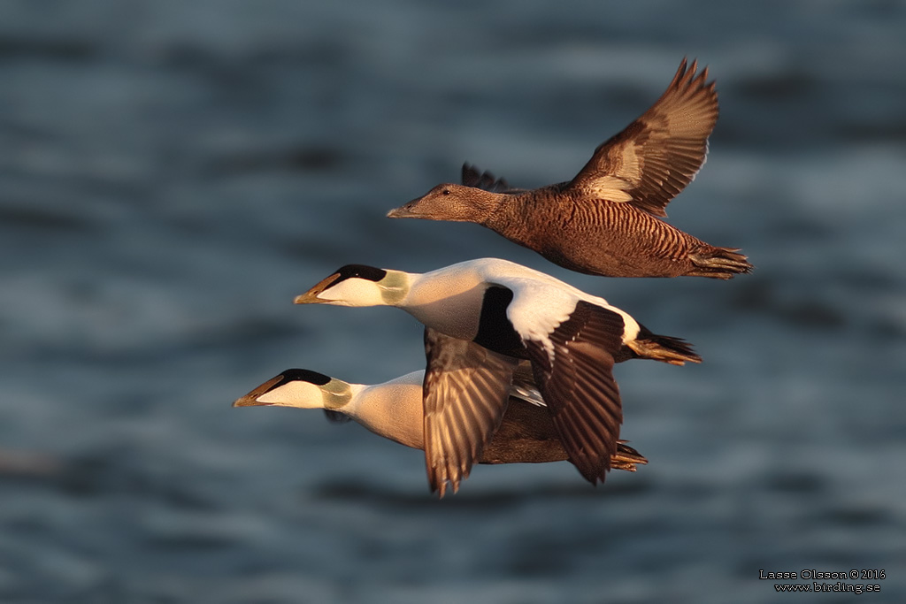 EJDER / COMMON EIDER (Somateria molissima) - Stng / Close