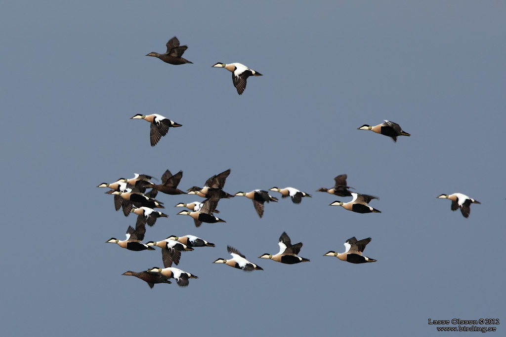 EJDER / COMMON EIDER (Somateria molissima) - Stng / Close