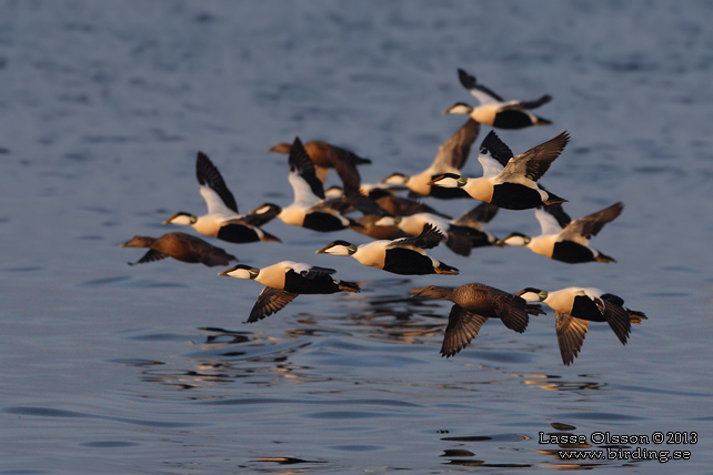 EJDER / COMMON EIDER (Somateria molissima) - stor bild / full size