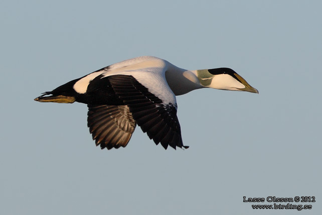 EJDER / COMMON EIDER (Somateria molissima) - stor bild / full size