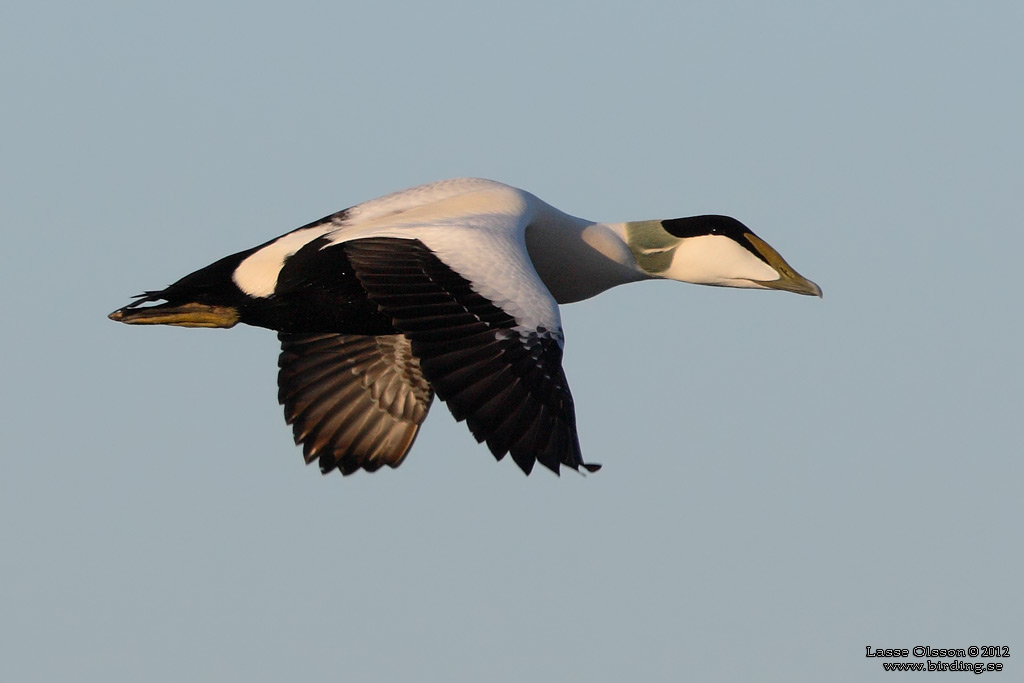 EJDER / COMMON EIDER (Somateria molissima) - Stng / Close