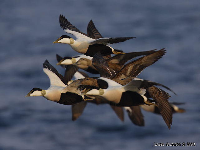 EJDER / COMMON EIDER (Somateria molissima) - stor bild / full size