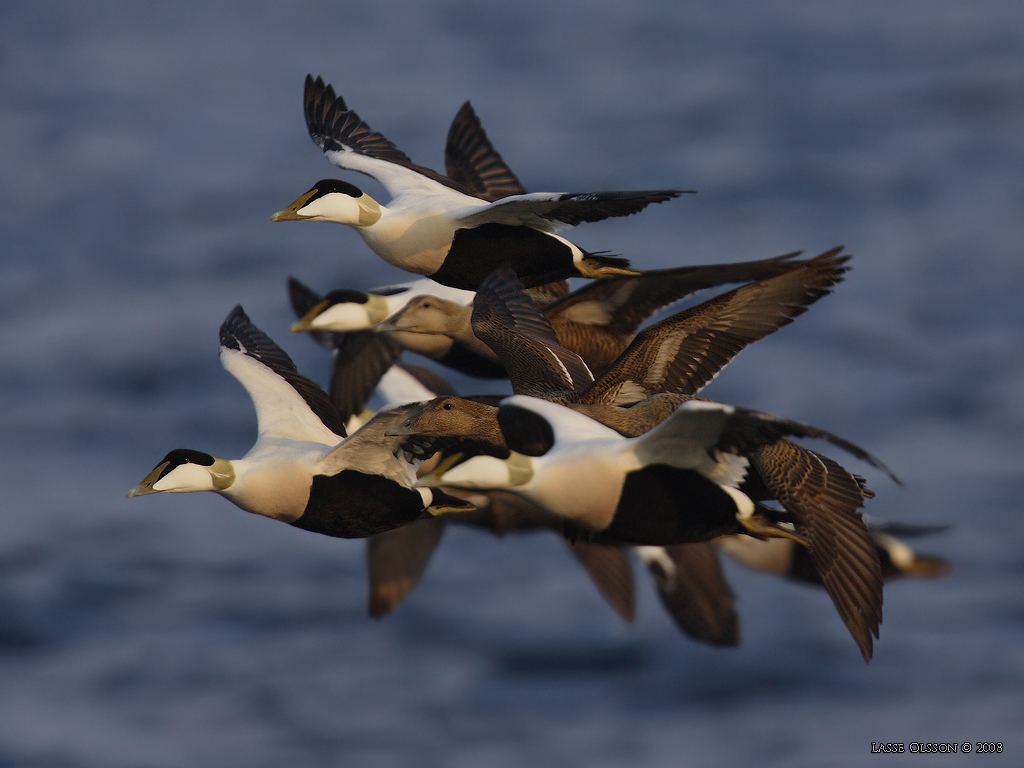 EJDER / COMMON EIDER (Somateria molissima) - Stng / Close