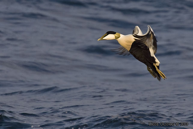 EJDER / COMMON EIDER (Somateria molissima) - stor bild / full size