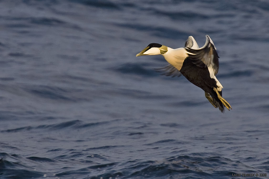 EJDER / COMMON EIDER (Somateria molissima) - Stng / Close